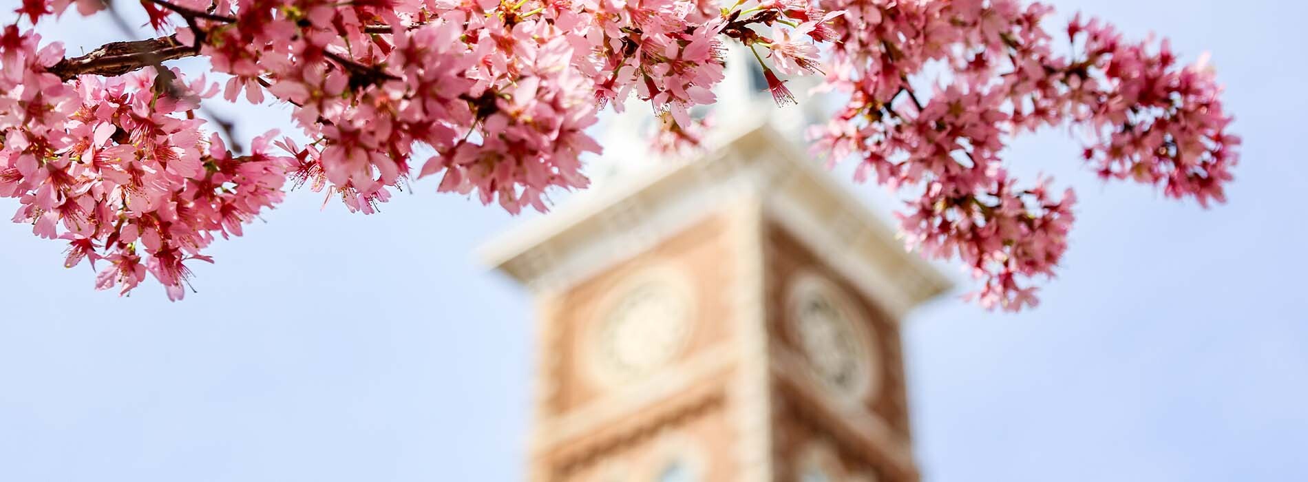 Spring blooms frame a tower of Old Main